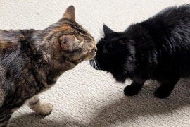 Domestic Medium Hair