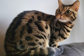 Bengal