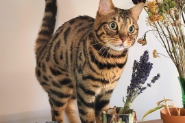Bengal