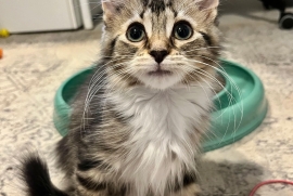 Domestic Medium Hair