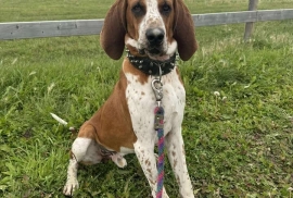 English Coonhound