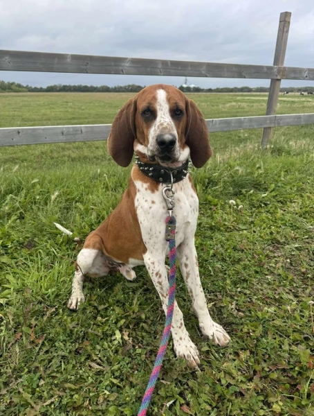 English Coonhound
