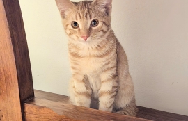 Domestic Short Hair Domestic Short Hair