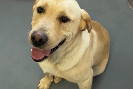 Yellow Labrador Retriever