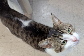 Domestic Short Hair Domestic Short Hair