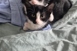 Domestic Short Hair Domestic Short Hair