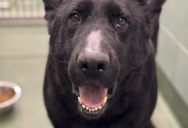 German Shepherd Dog