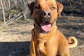 Mastiff