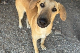 Mixed Breed