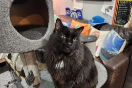 Domestic Medium Hair Domestic Medium Hair