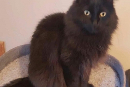 Domestic Medium Hair