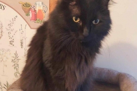 Domestic Medium Hair