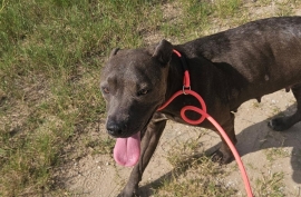 American Staffordshire Terrier
