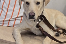 Labrador Retriever
