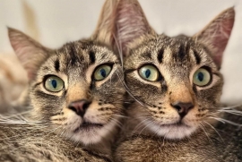 Domestic Medium Hair