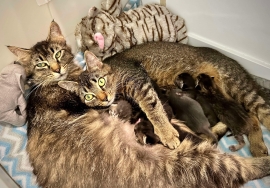 Domestic Medium Hair Domestic Medium Hair