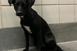 Labrador Retriever