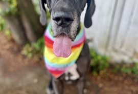 Great Dane