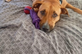 Labrador Retriever