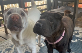 Shar-Pei