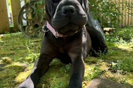 Shar-Pei