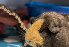 Guinea Pig