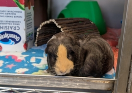 Guinea Pig Guinea Pig