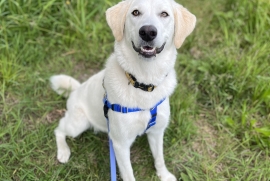 Maremma Sheepdog