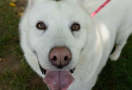 Siberian Husky