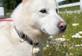 Siberian Husky