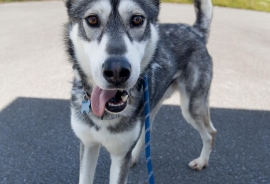 Siberian Husky