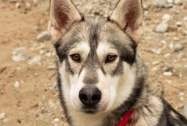 Siberian Husky