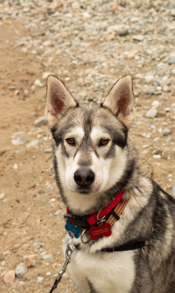 Siberian Husky