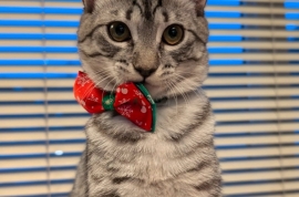 Domestic Short Hair Domestic Short Hair