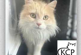 Domestic Medium Hair