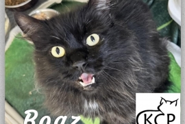 Domestic Medium Hair