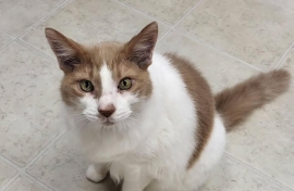 Domestic Medium Hair