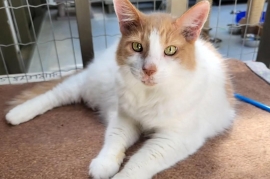 Domestic Medium Hair