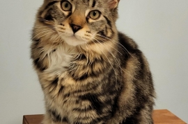 Maine Coon