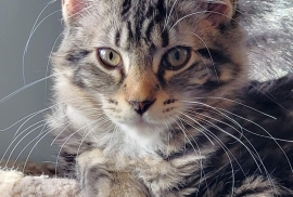 Maine Coon Maine Coon