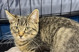 Domestic Short Hair Domestic Short Hair