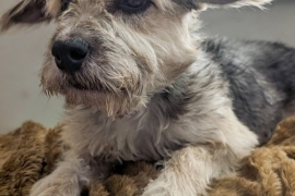 Lakeland Terrier