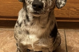 Catahoula Leopard Dog