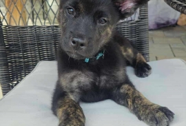 German Shepherd Dog