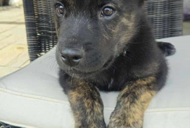 German Shepherd Dog