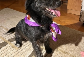 Terrier