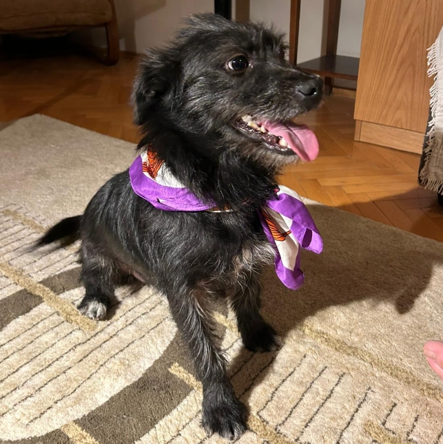 Terrier
