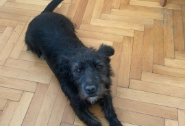 Terrier