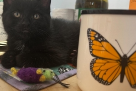 Domestic Short Hair Domestic Short Hair