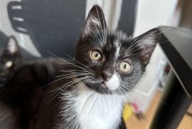 Domestic Short Hair Domestic Short Hair